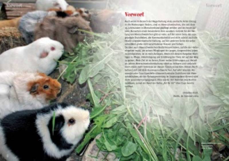 Preview: Meerschweinchen